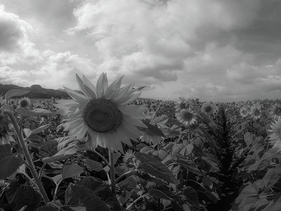 Black And White Sunnies Photograph By Megan Martens - Fine Art America