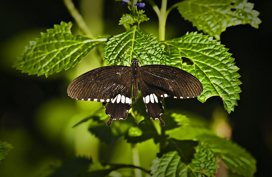 Black And White Swallowtail Butterfly Photograph by Michael Whitaker