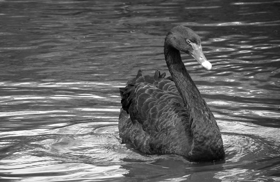 Black and White Swan Photograph by Laurel Powell