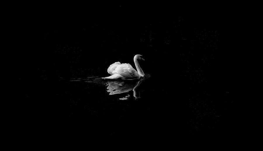 Swan Photograph - Black And White Swan On A Morning Lake Wall Art Prints by Wall Art Prints