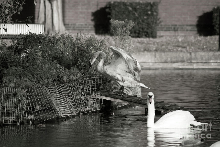 Black And White Swans Photograph