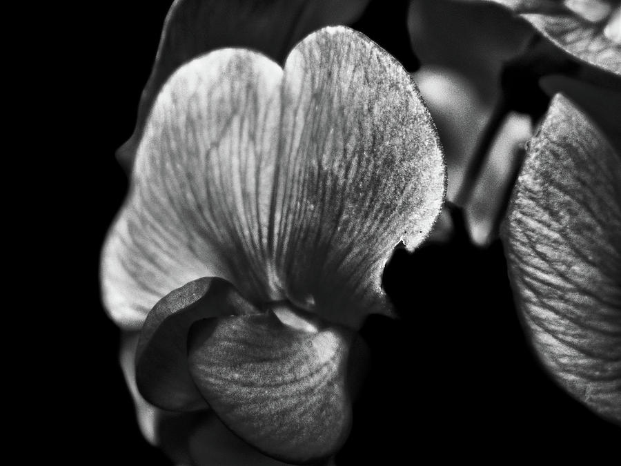 Black And White Sweet Pea Photograph