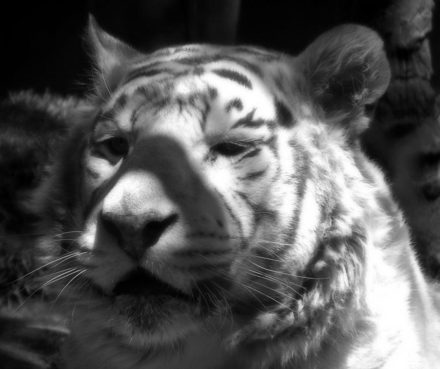 Cat Photograph - Black and White Tiger by Amanda Eberly
