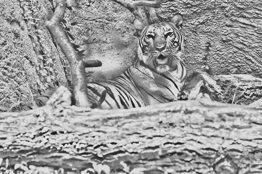 Black And White Photograph - Black And White Tiger In Rest by Deborah
