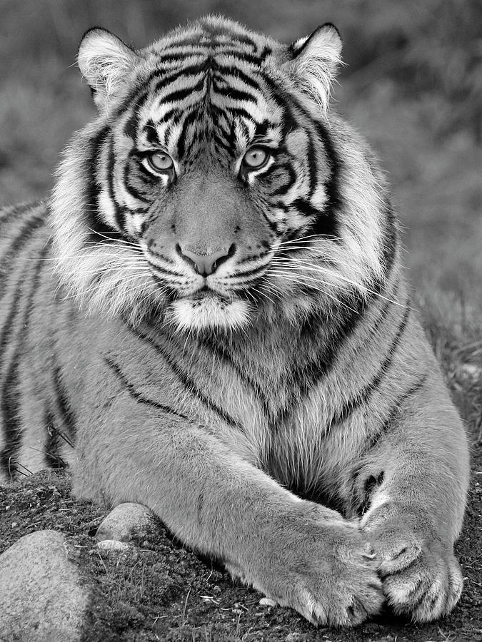 Black and White Tiger Pose Photograph by Steve McKinzie