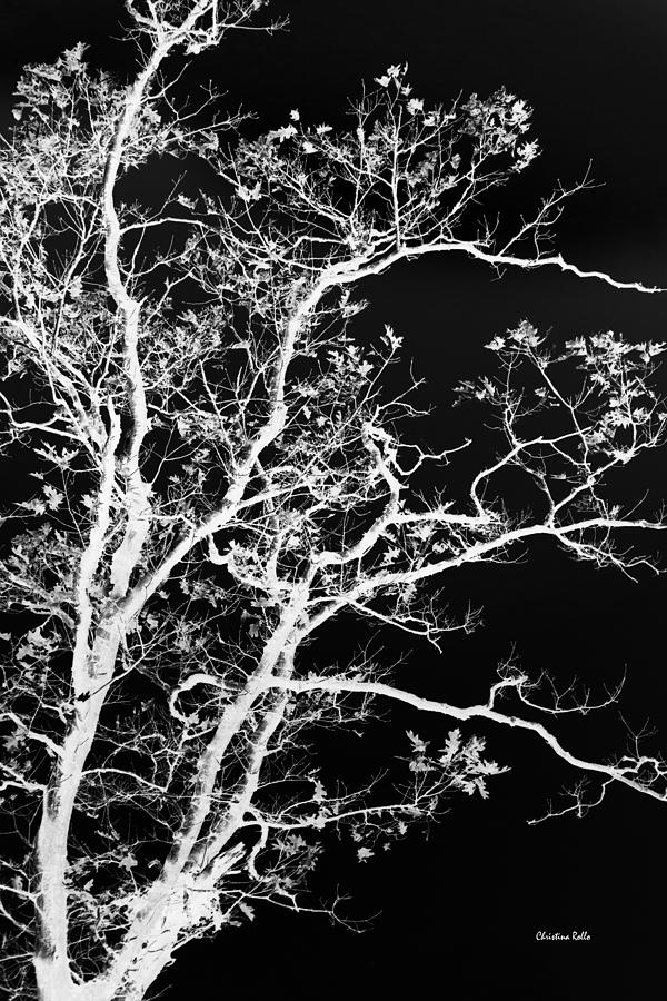 Black and White Tree Art I Photograph by Christina Rollo