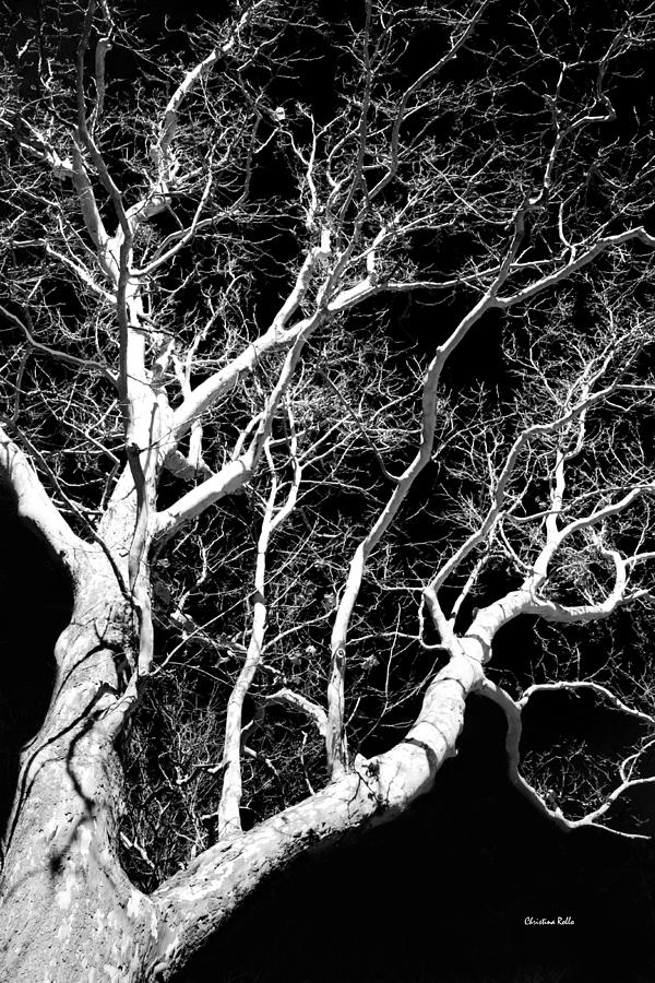 Black and White Tree Art III Photograph by Christina Rollo