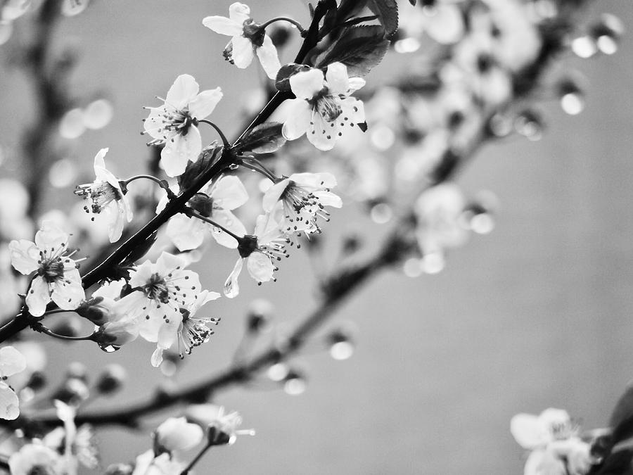 Black and White Tree Blossoms Photograph by Rachel Morrison | Fine Art ...