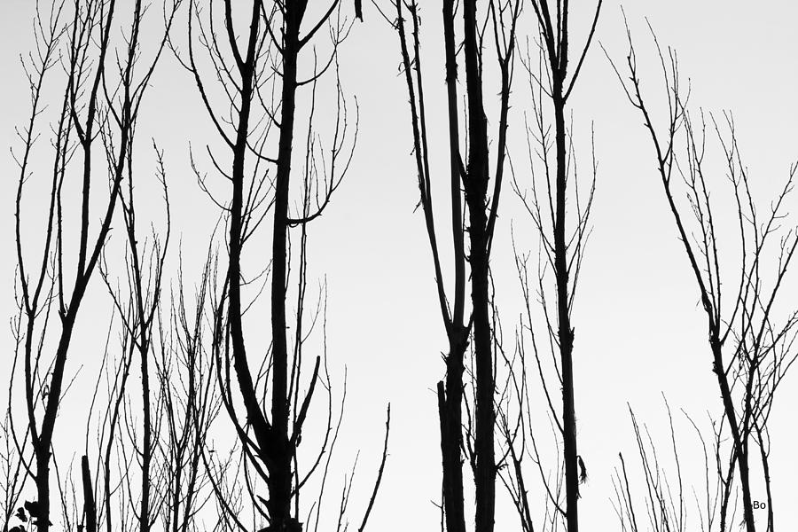 tree branch drawing black and white