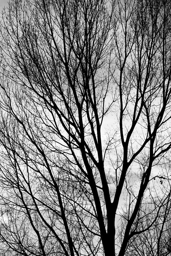 Black and White Tree Branches Silhouette Photograph by James BO Insogna