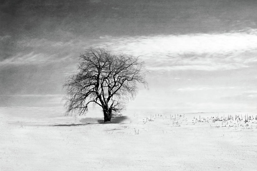 Black And White Photograph - Black and White Tree in Winter by Brooke T Ryan