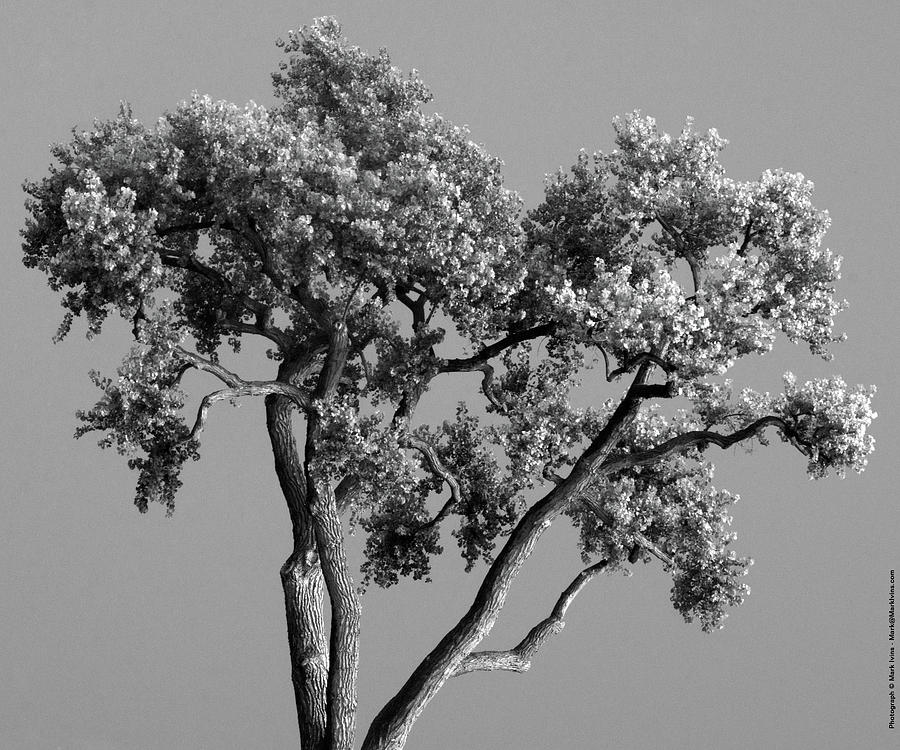 Black and White Tree Photograph by Mark Ivins