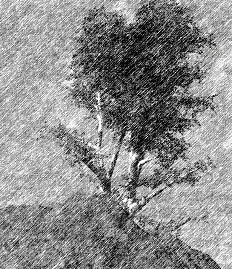 Black and White Tree Sketch Digital Art by David Lane