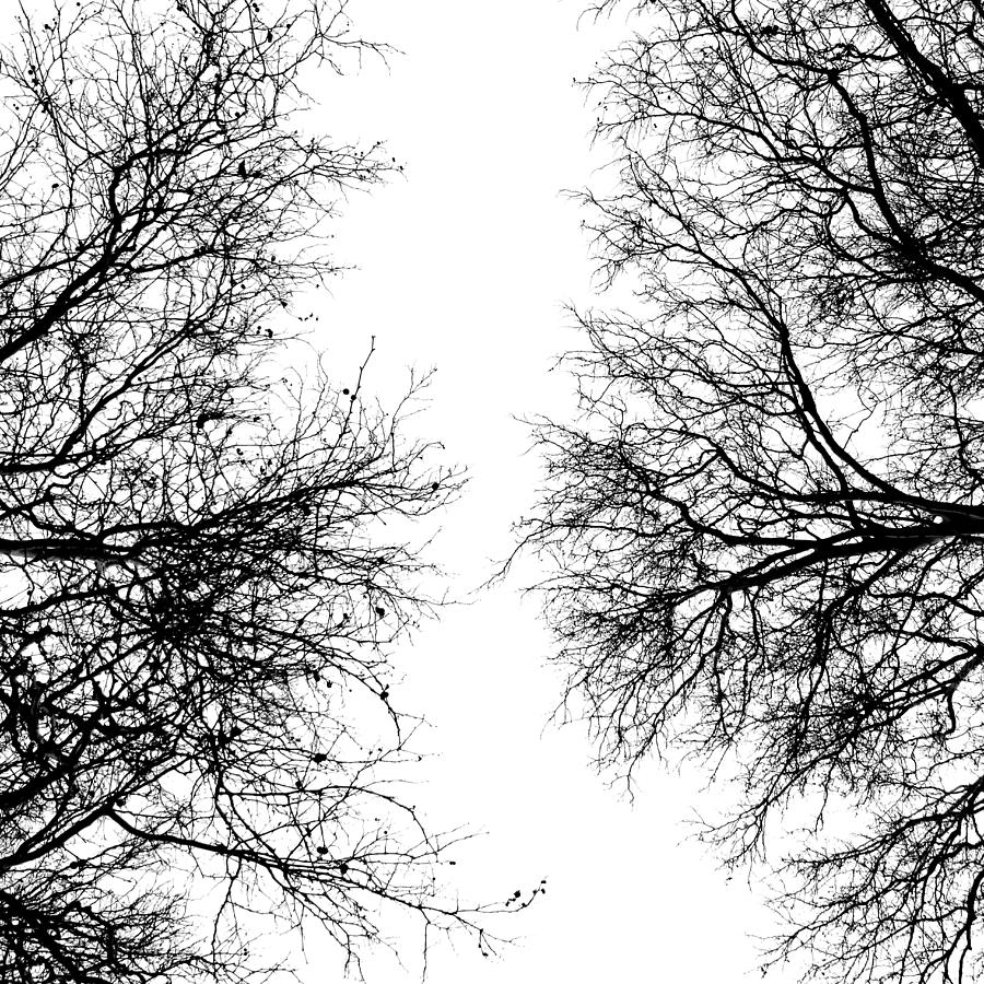 Black And White Trees Digital Art