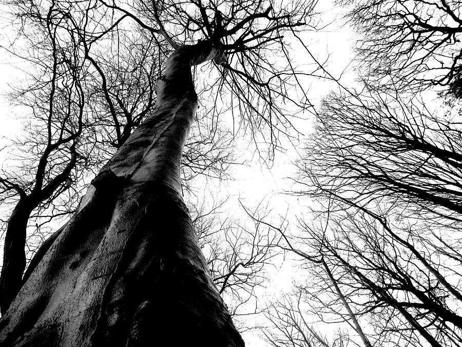 Black and White Trees Photograph by Samantha Haggan - Fine Art America