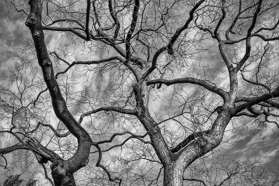 Black and white trunks Photograph by Elenarts - Elena Duvernay photo