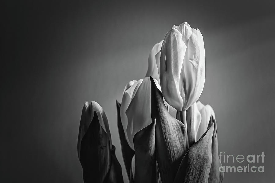 Black and White Tulip Digital Art by Elijah Knight