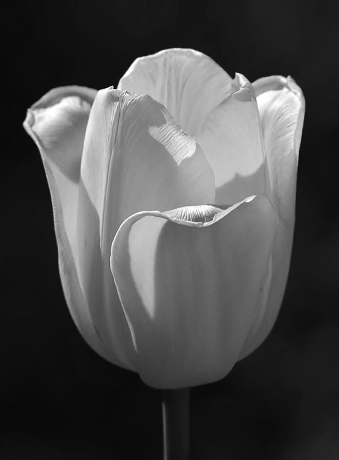 Black And White Tulip Photograph by Jim Atkins