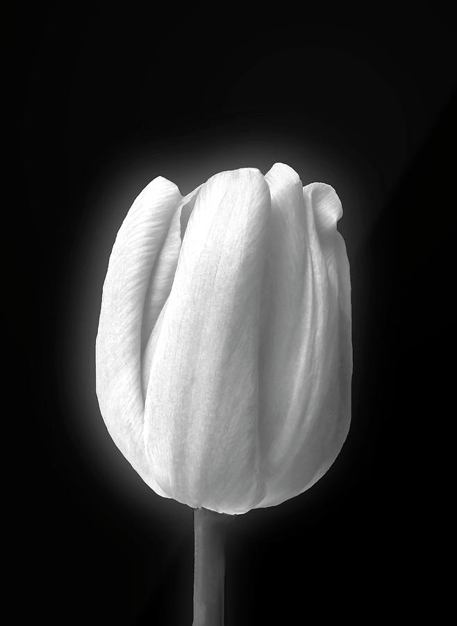 Black And White Tulip Photograph by Johanna Hurmerinta