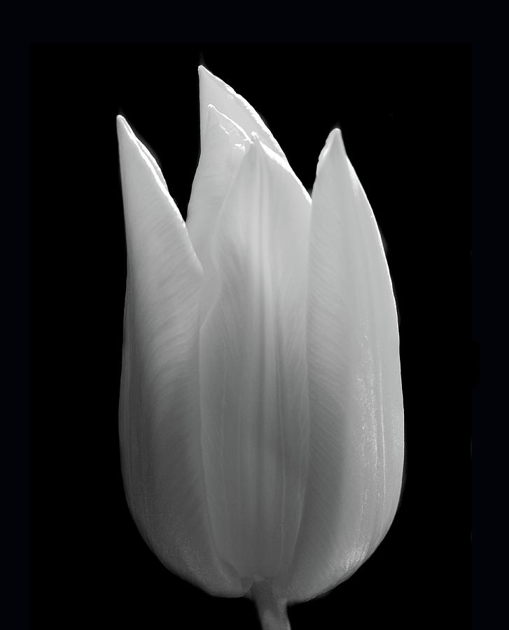Black and White Tulip. Photograph by Terence Davis