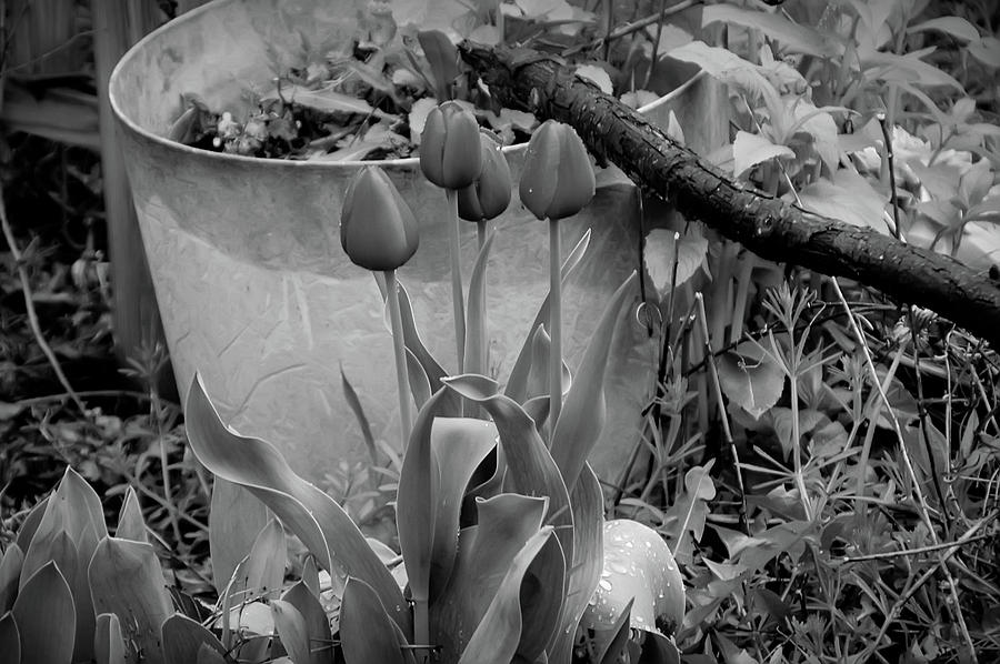 Black and White Tulips Photograph by Aimee L Maher ALM GALLERY