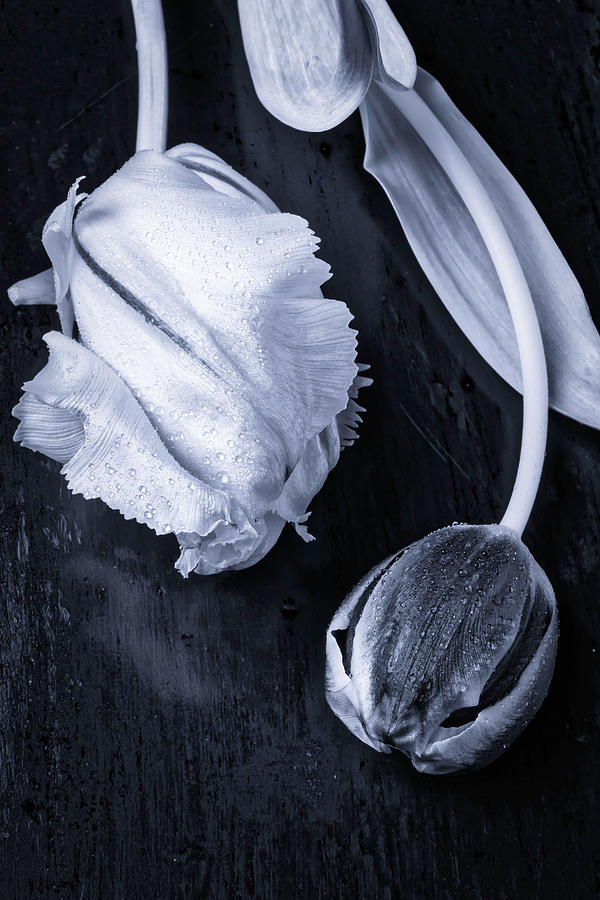 Black And White Tulips Photograph by Garry Gay