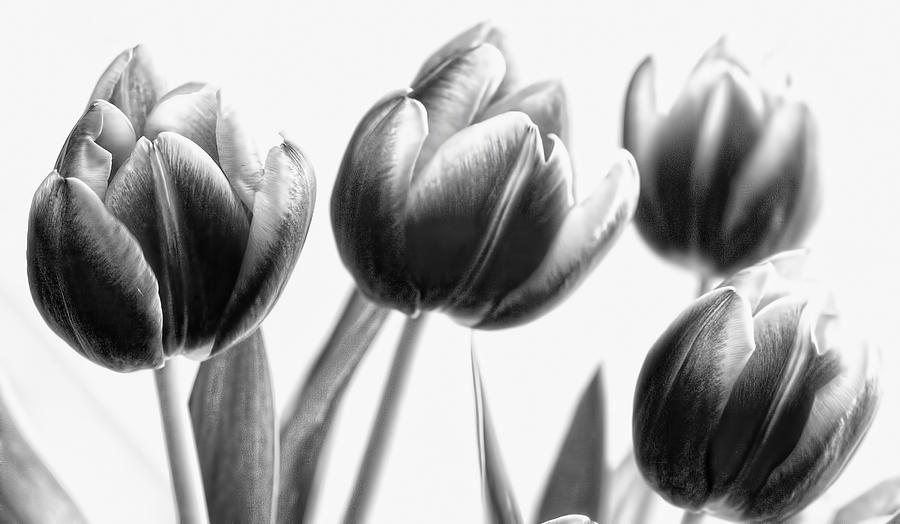 tulips in black and white