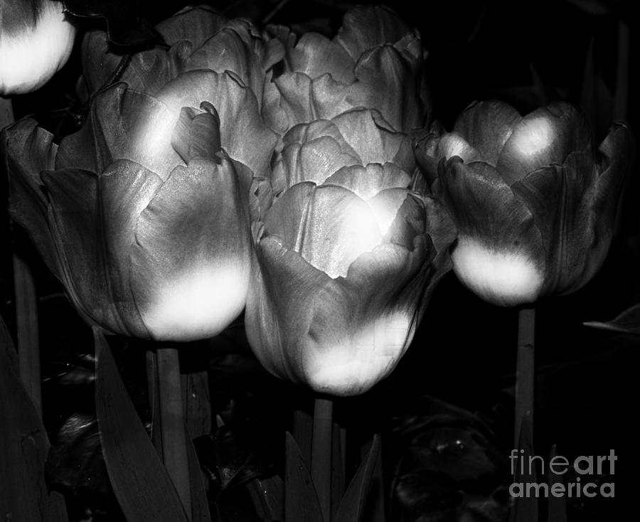 Black And White Tulips Photograph