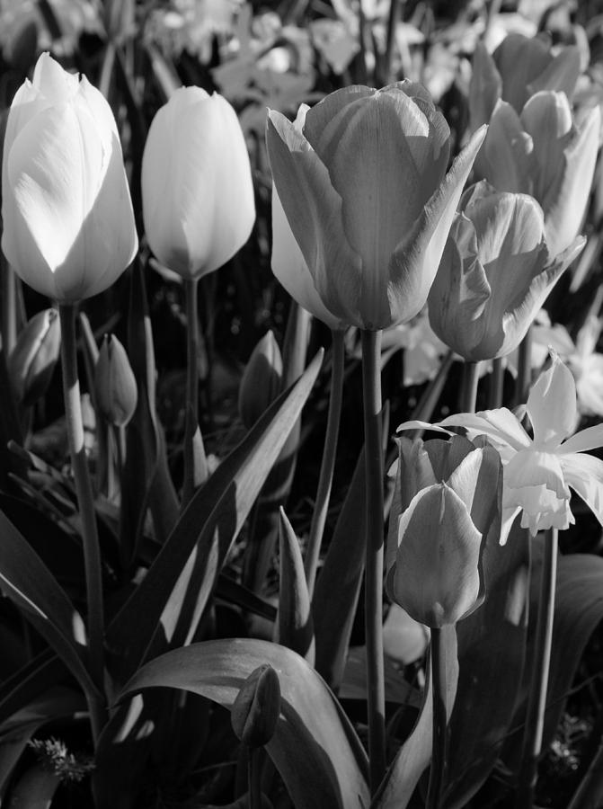 Black and white tulips Photograph by Lise-Lotte Larsson - Pixels