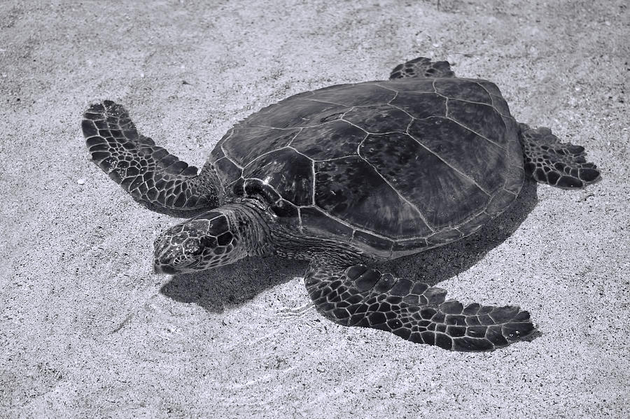 sea turtle black and white
