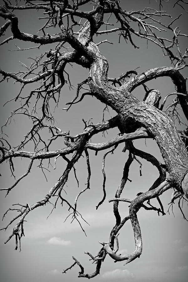 Black And White Twisted Branches In The Sky Photograph