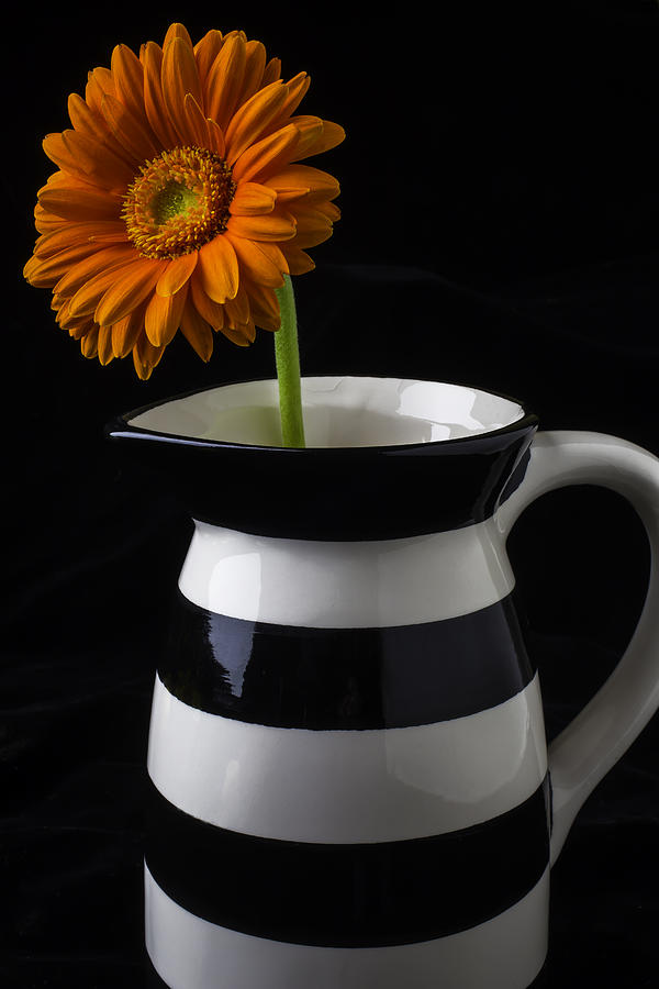 Black And White Photograph - Black And White Vase With Daisy by Garry Gay
