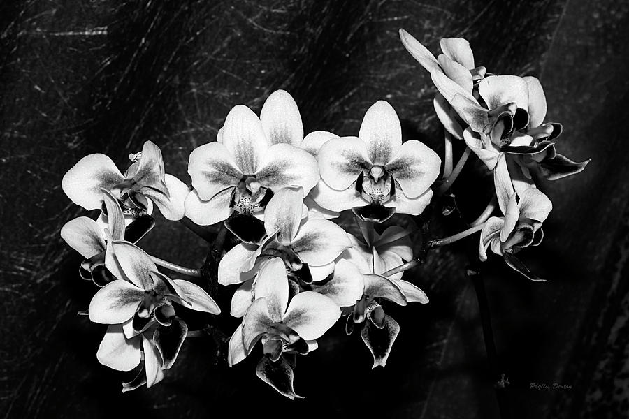 Flower Photograph - Black and White Velvet by Phyllis Denton