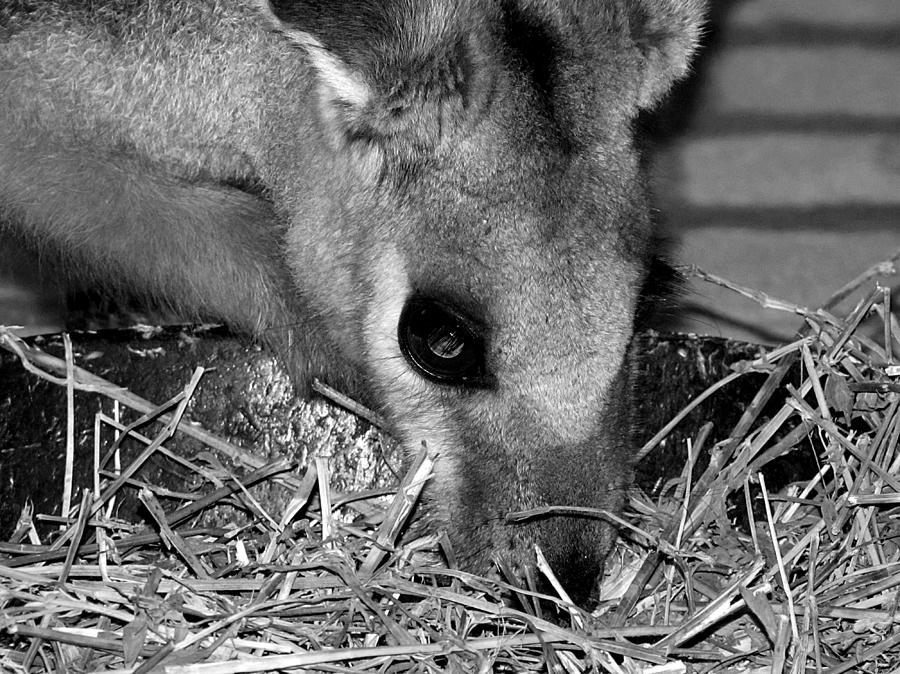 Black and White Wallaby  Photograph by Christopher Mercer