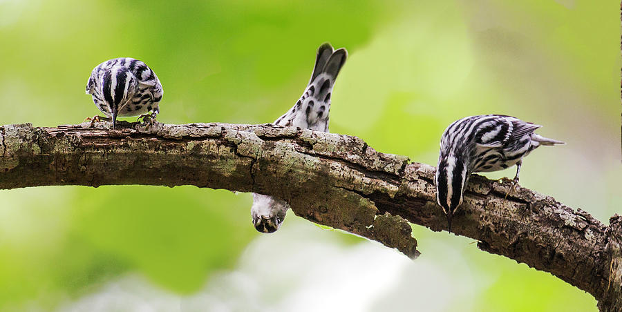 Black-and-white Warbler 2016 11 Photograph by Jim Dollar