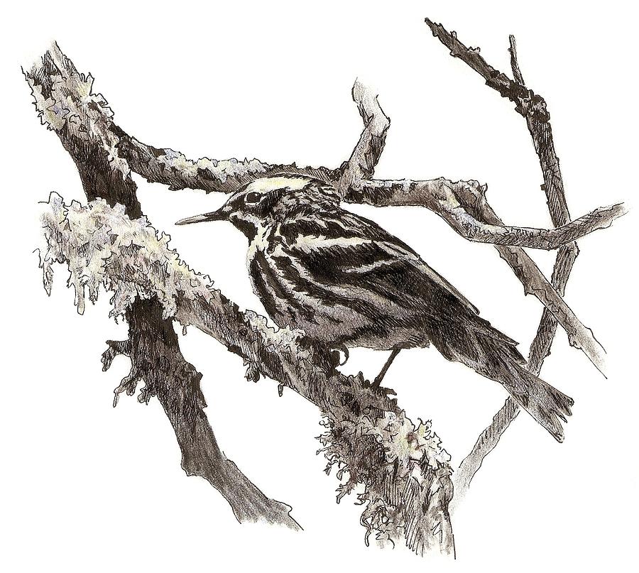 Black-and-white Warbler Drawing by Abby McBride