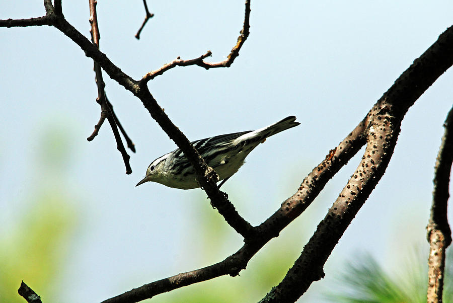 Black And White Warbler Photograph by Debbie Oppermann