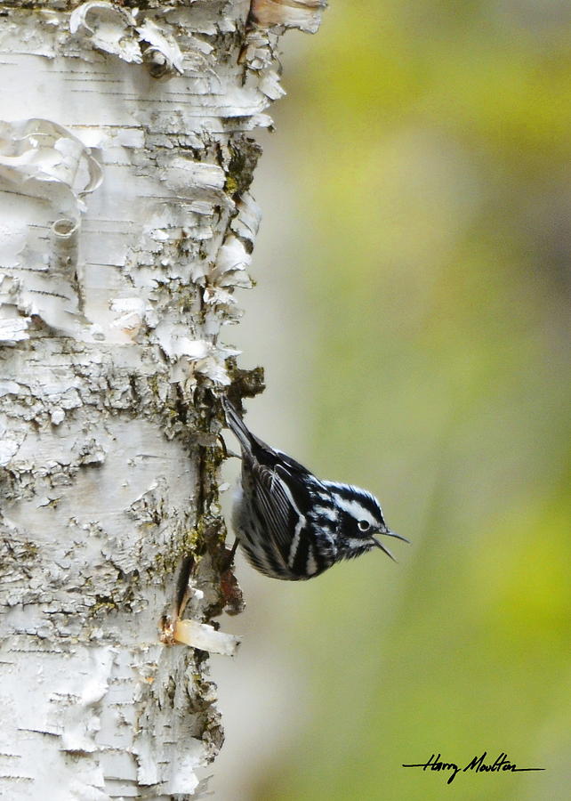 Black and White Warbler Photograph by Harry Moulton