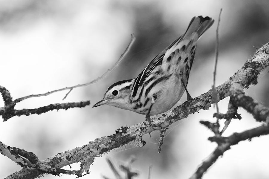 Black and White Warbler in Black and White by Dead Cypress Photography Black and White Warbler in Black and White by Dead Cypress Photography
