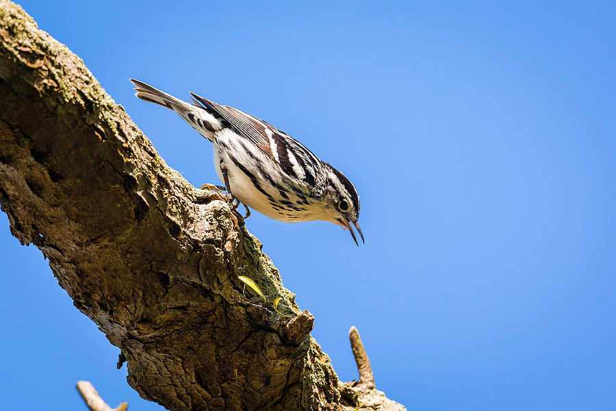 Black And White Photograph - Black and White Warbler - Magee Marsh, Ohio by Jack R Perry