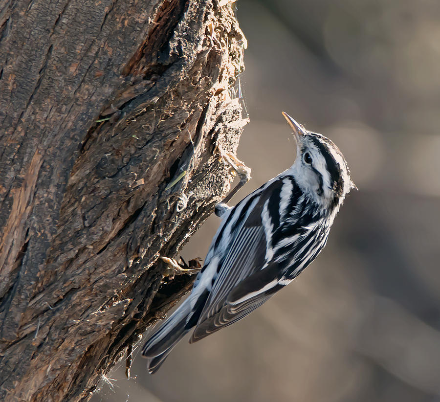 Black and White Warbler Photograph by Tam Ryan