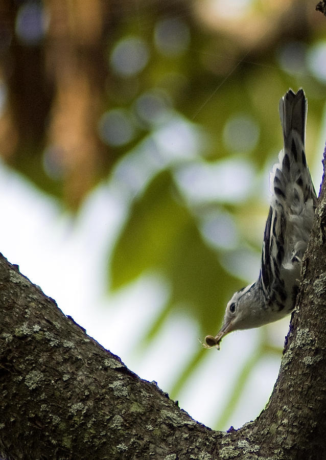 Black and white warbler Photograph by Wade Clark