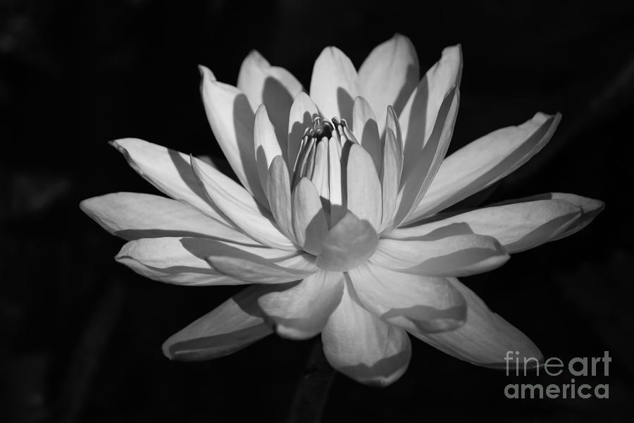 Black and White Waterlily Photograph by Liesl Walsh