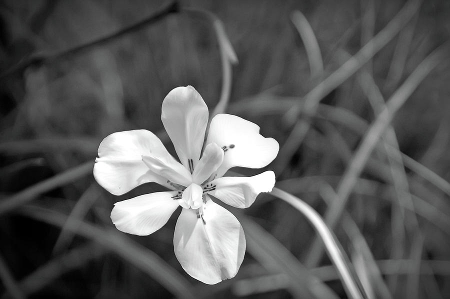 Black And White White Petals Photograph