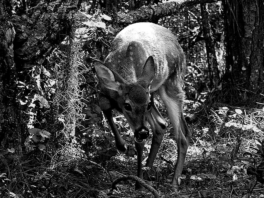 Black and White Whitetail Fawn 008 Photograph by Christopher Mercer