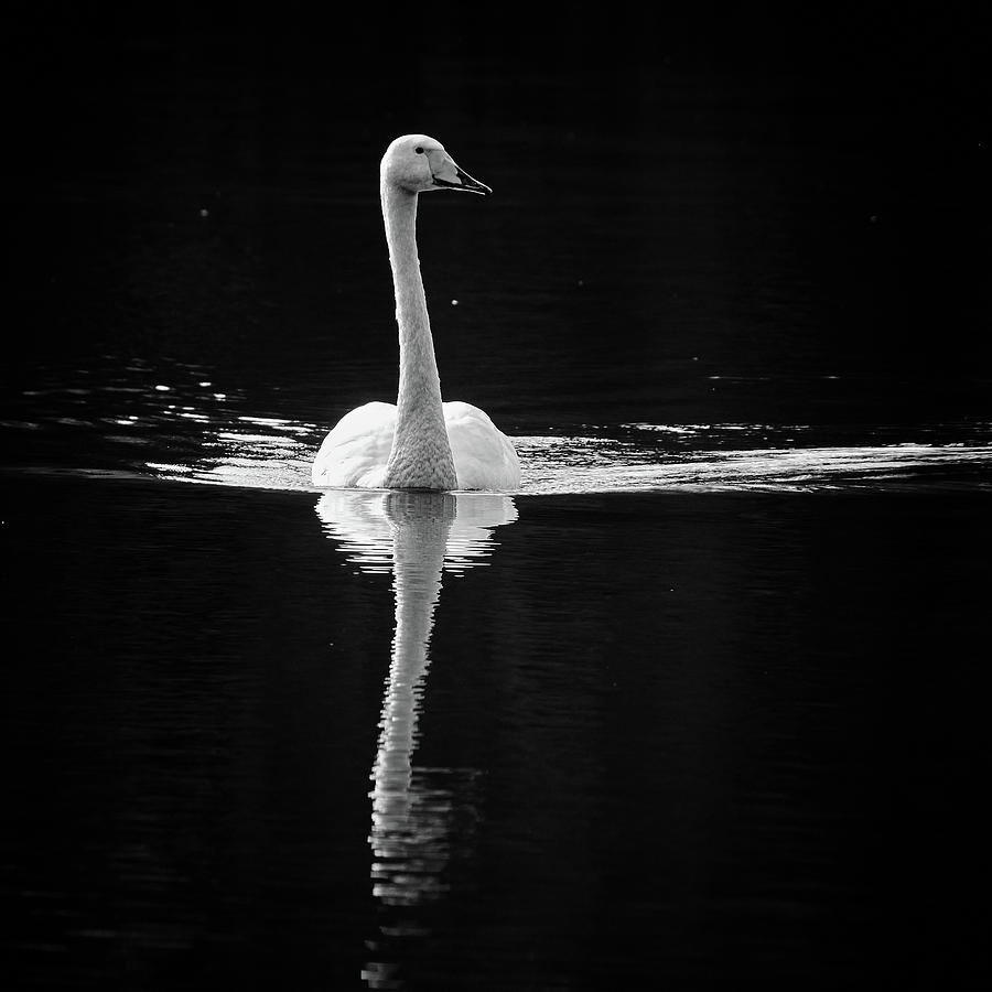Black and White. Whooper swan Photograph by Jouko Lehto