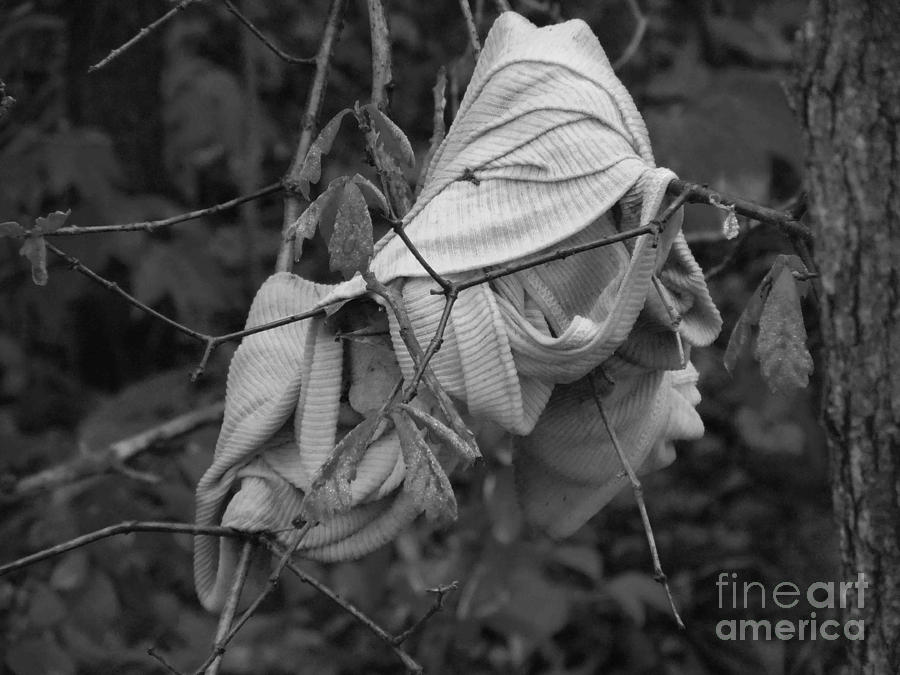 Black and White Wife Beater inBranch Photograph by David Frederick