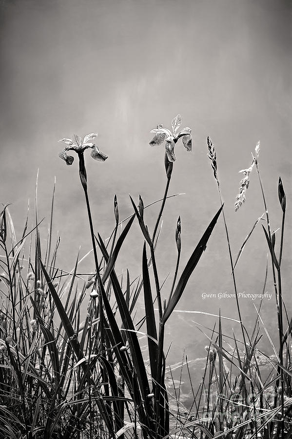 Black and White Wild Iris Print Photograph by Gwen Gibson
