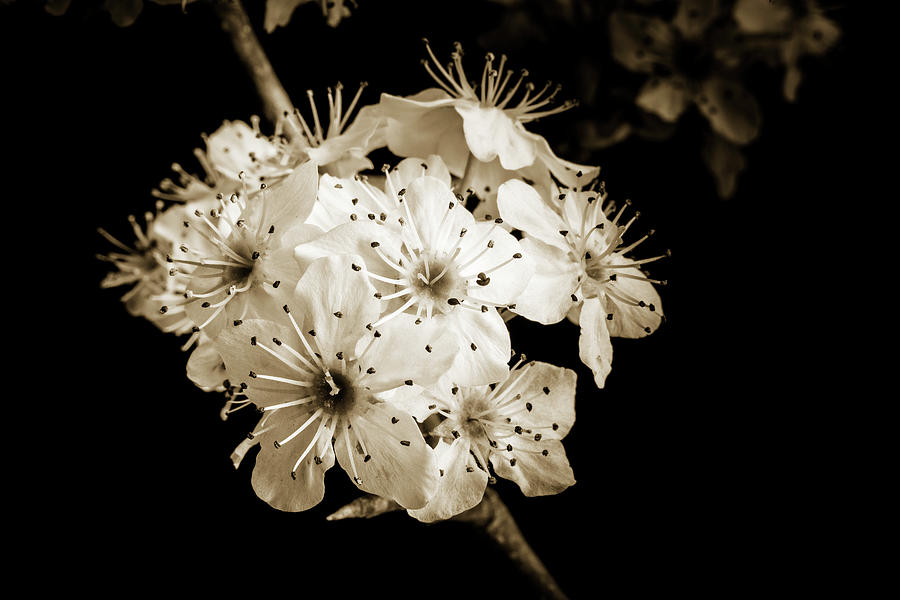 Black and White Wild Plum Blooms 5536.01 Photograph by M K Miller