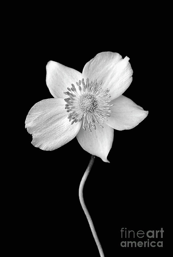Black and White Wildflower Photograph by Darren Fisher